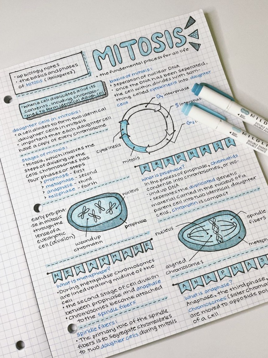 AP Bio Mitosis Notes | Study Design & Creative Templates — 🖇️ 📅 dream life manifestation